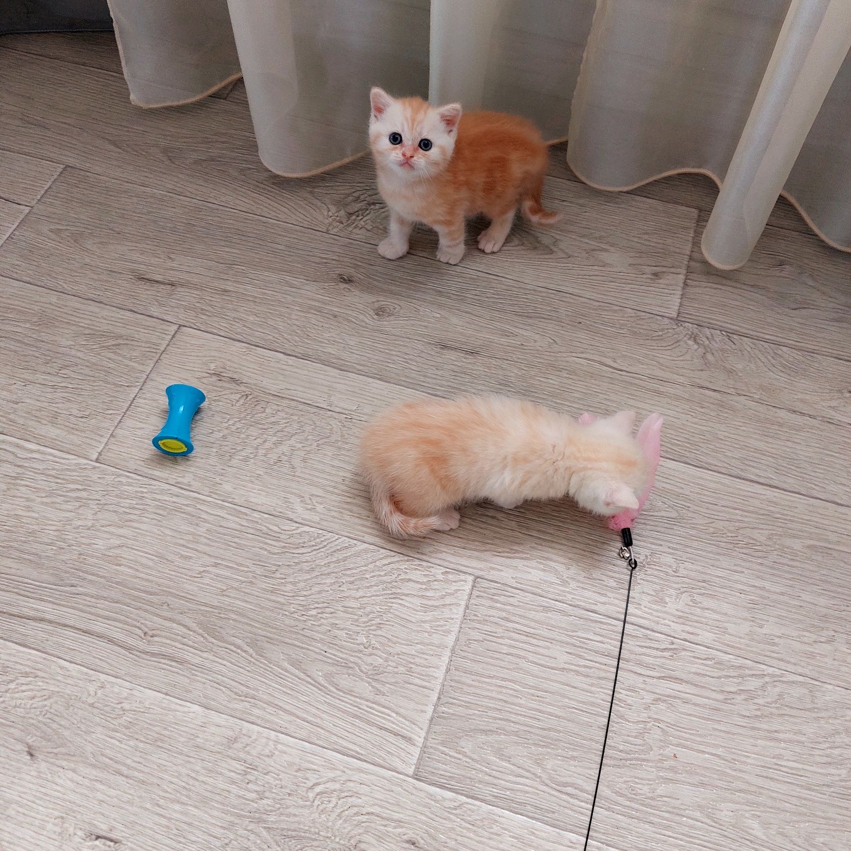 Шотландские котята Скоттиш Фолд.Скоттиш Страйт