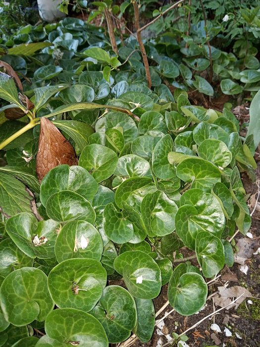 Hibiskus, ketmia, róża chińska ładne sadzonki w donicach lub z gruntu.