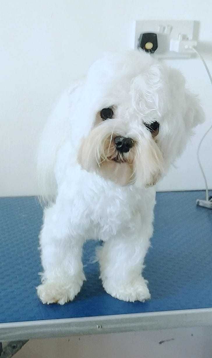 Bichon Maltês coreano com LOP de excelente qualidade