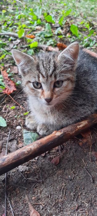Slodki kotek do adopcji