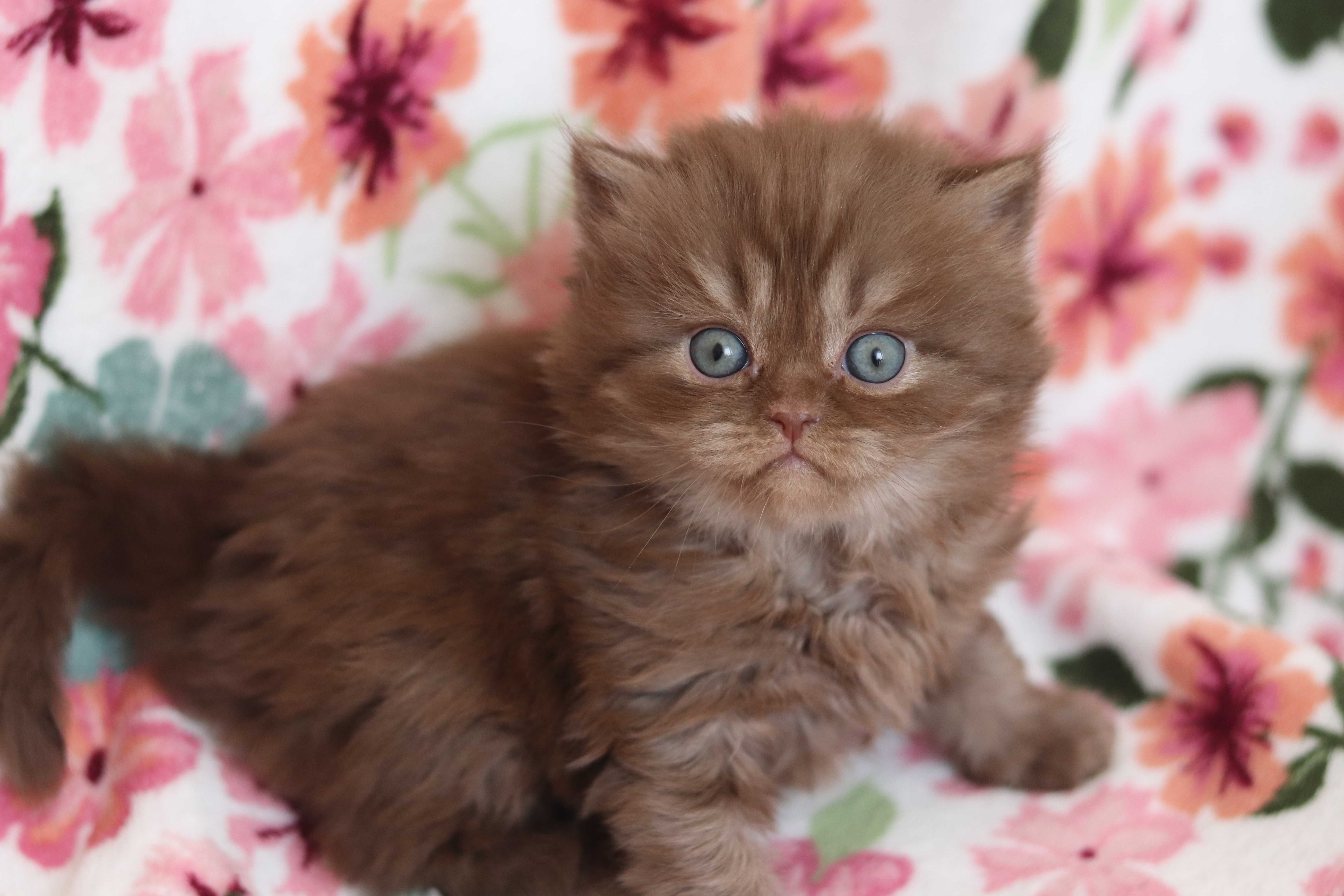 Szkocki prostouchy zwisłouchy Scottish fold straight PZF WCF