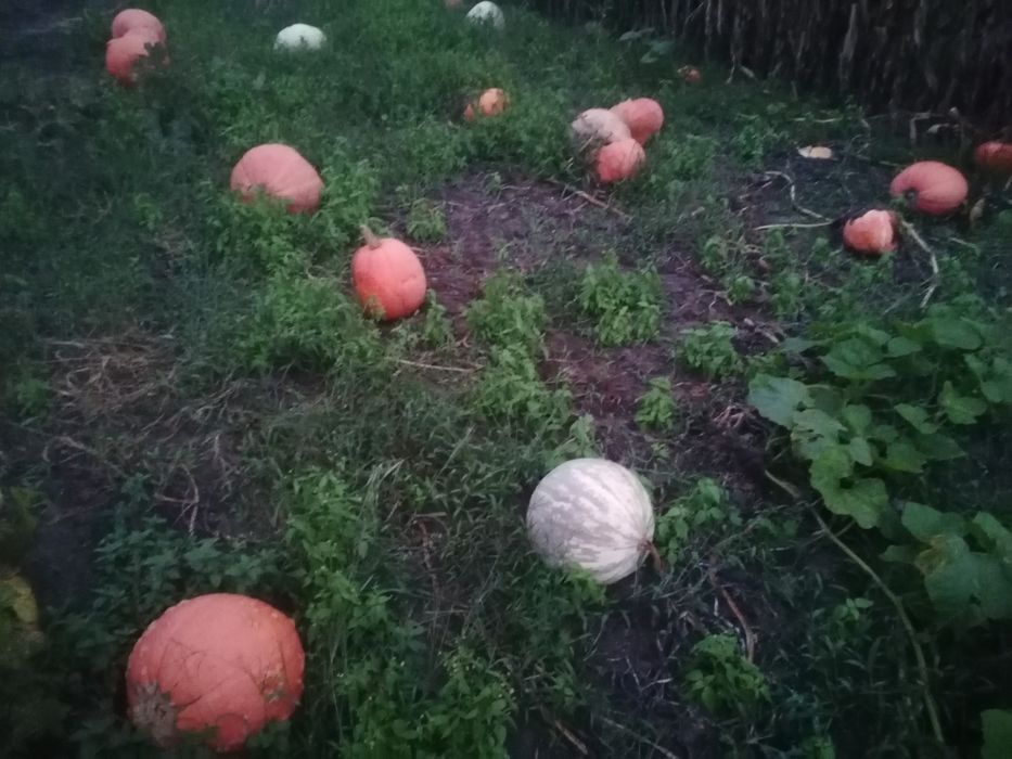 Sprzedam dynie jadalne ozdobne