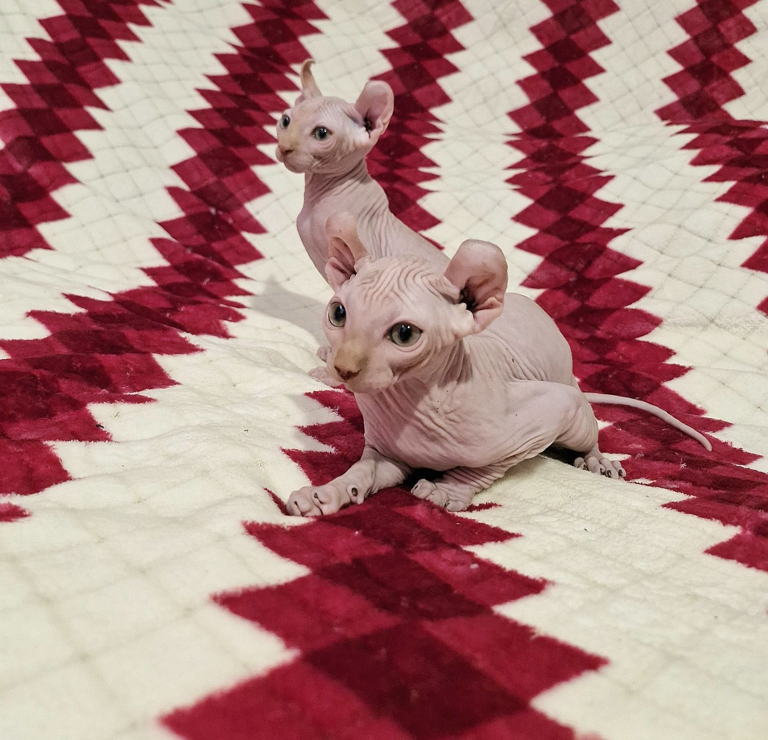 Котенок породы Эльф. Мальчик.