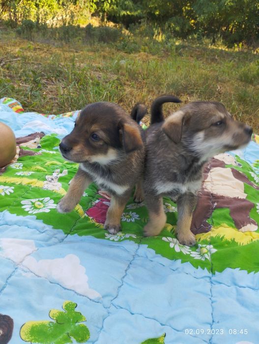 Цуценята безкоштовно