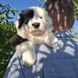 Bosman Boguś Border Collie ZkwP