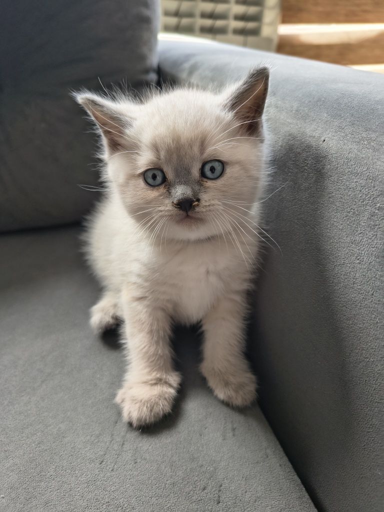 Koty brytyjskie niebieskie silver point