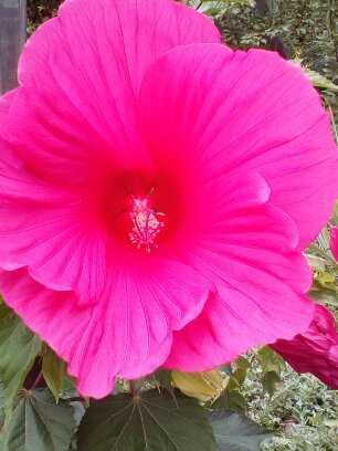 продаю травянистые  гибискусы