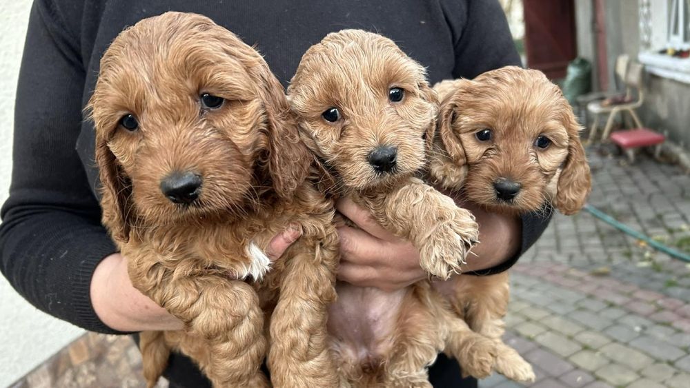 Собаки Кокапу шукають люблячу сімʼю , потішні, веселі, грайливі та ніж