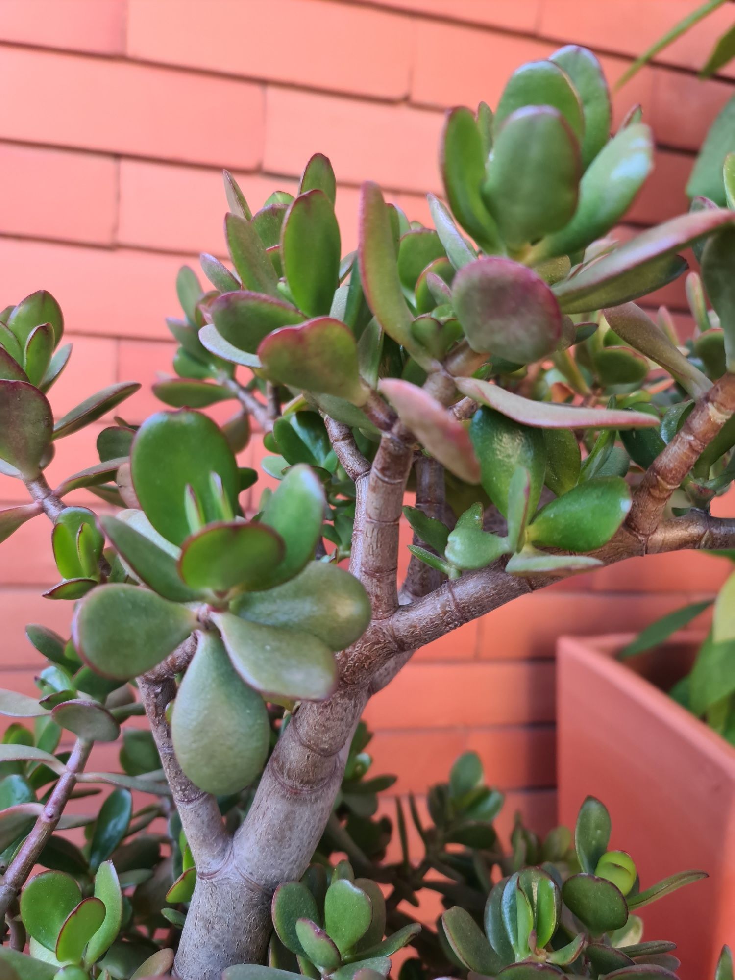 Planta jade com 6 anos