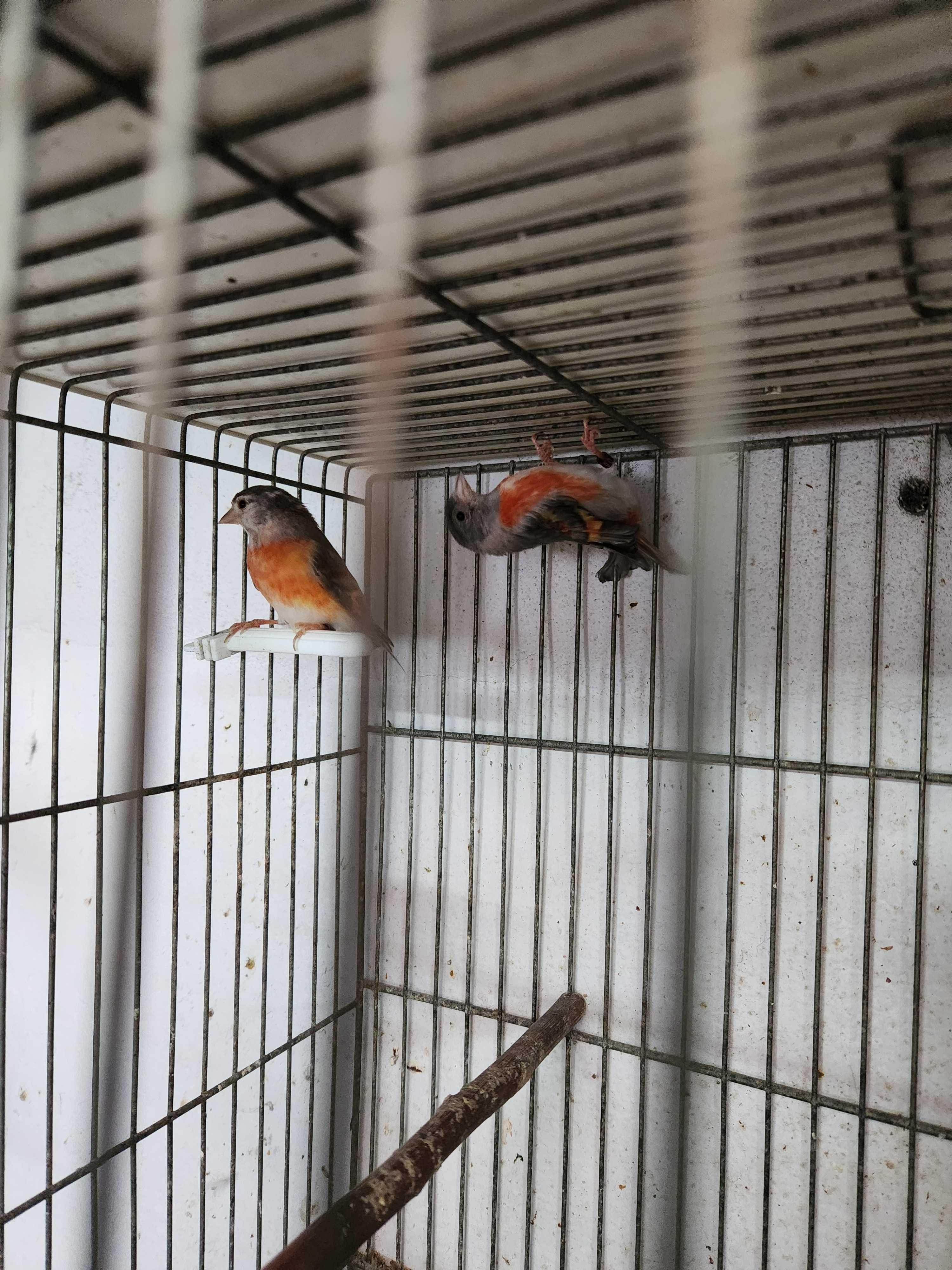 Cardinalitos duas femeas