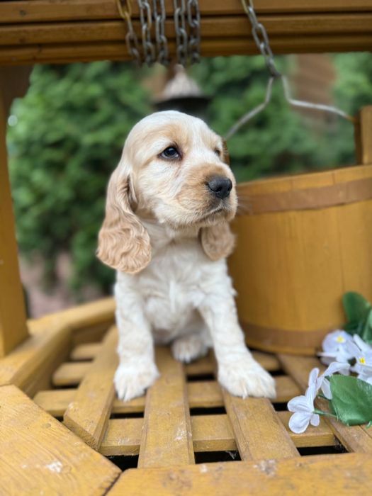 Śliczny! piesek Cocker Spaniel Angielski orange roan z rodowodem