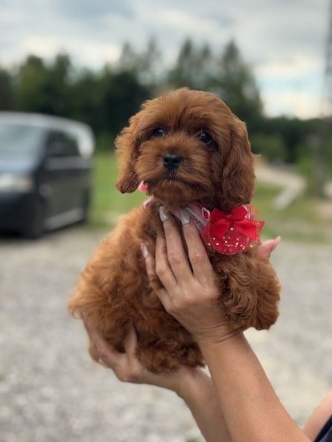 Cavapoo pudel toy suczka do odbioru!!