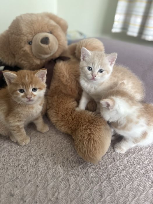 Кошенята персидська шиншила и мейн-кун