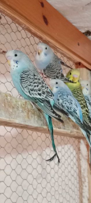 Papugi faliste młode