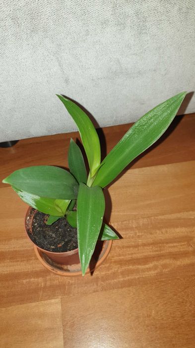 Reo meksykańskie, do ogrodu, do domu