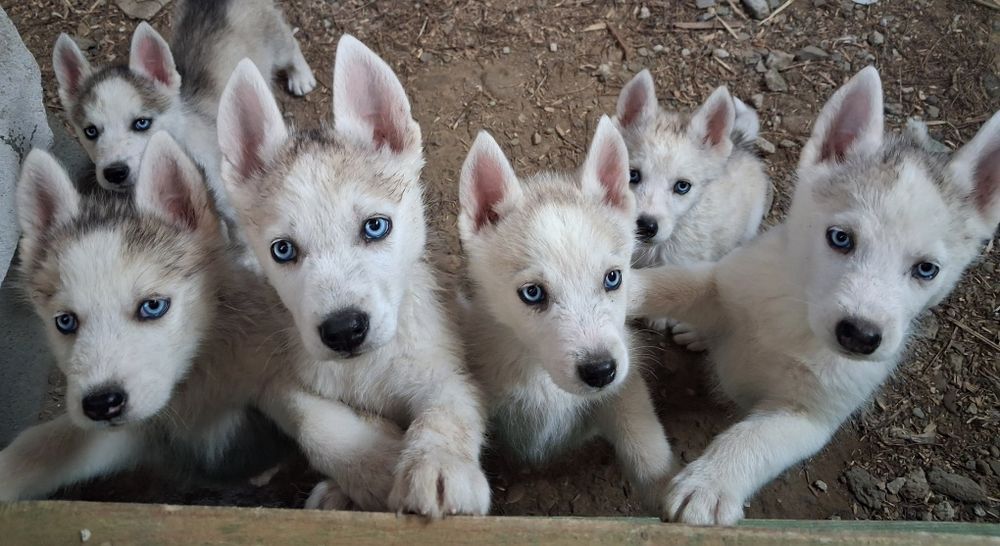 Продам Хаскі  з голубими очима