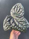 Anthurium Luxurians