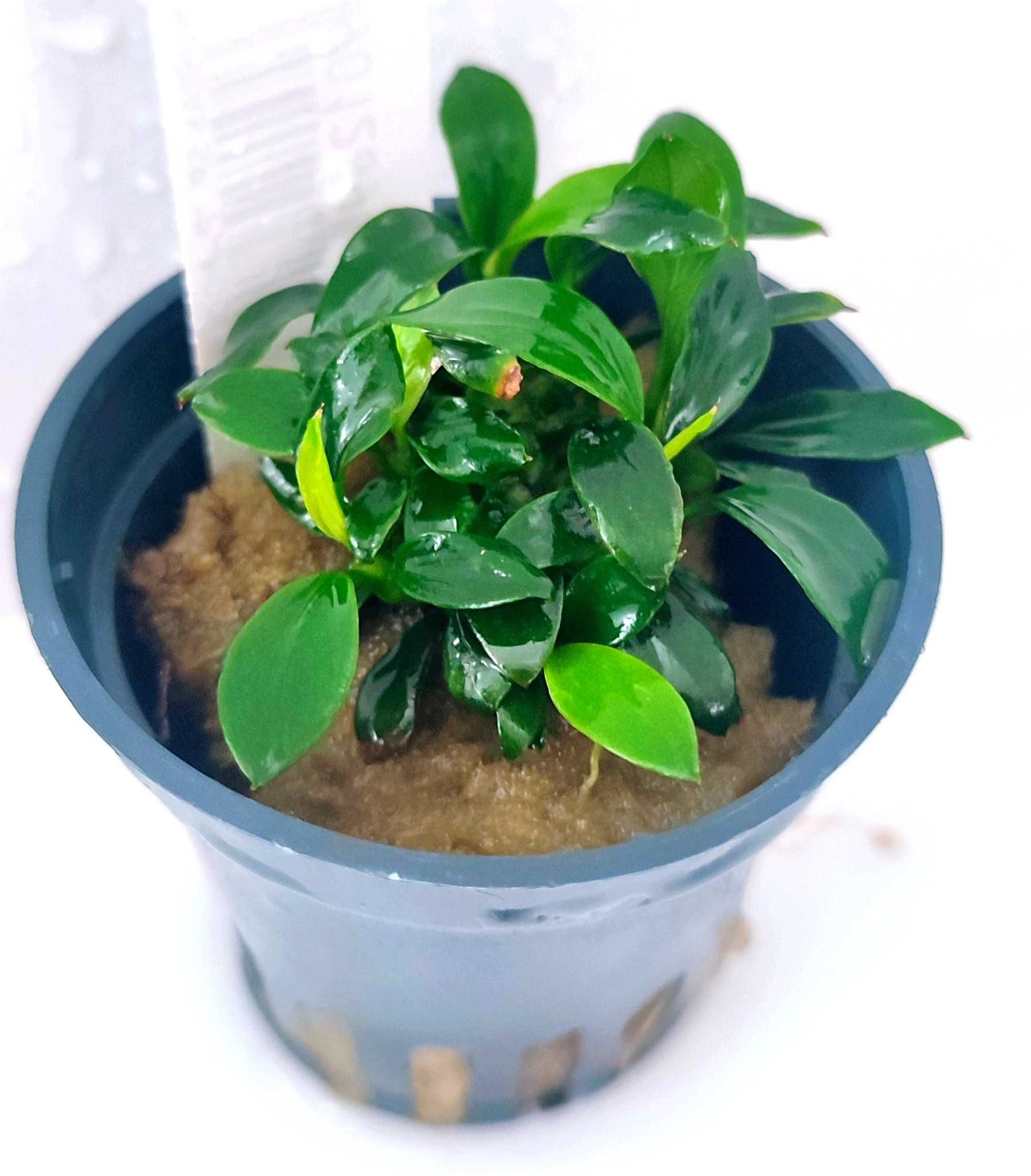 Anubias sp. Pangolino Rośliny Akwarium Dekoracja Wysyłka