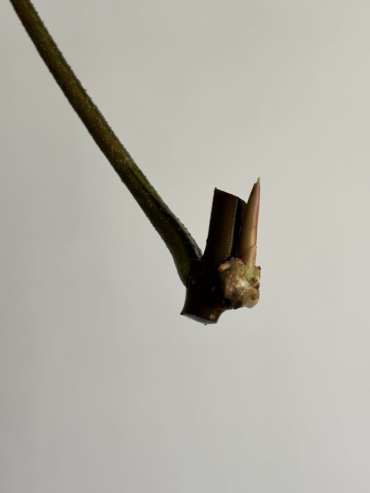 Philodendron Florida Beauty, sadzonki w trakcie ukorzeniania