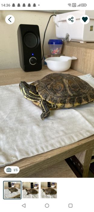 oddam żółwia wodno lądowego w dobre ręce