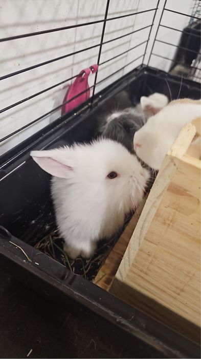 Coelhos anões bebés