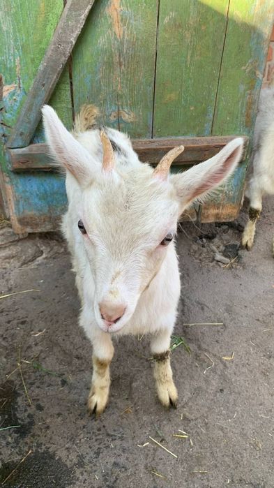 Дві білі кізоньки