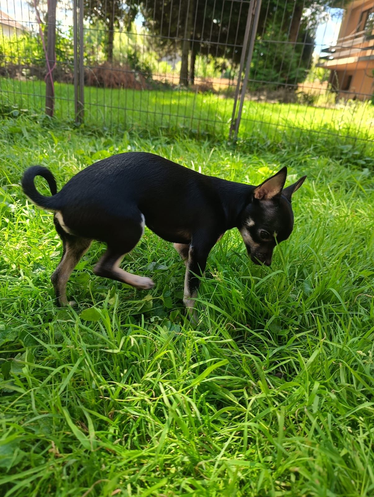 Chihuahua sunia ***
