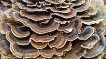 Wrośniak różnobarwny (Trametes versicolor), suszony, 100g.
