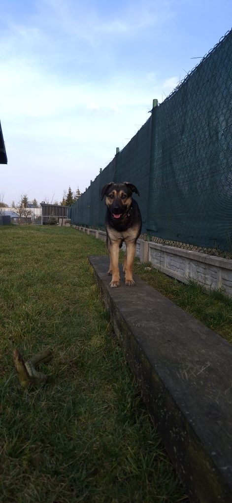 Malinka poleca się do adopcji