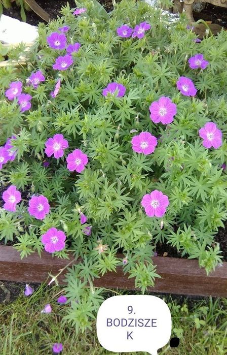 Kwiaty wieloletnie i zimujące