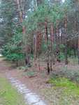 Atrakcyjna działka 0.88 ha, 50 km od Warszawy. Cisza i spokój.