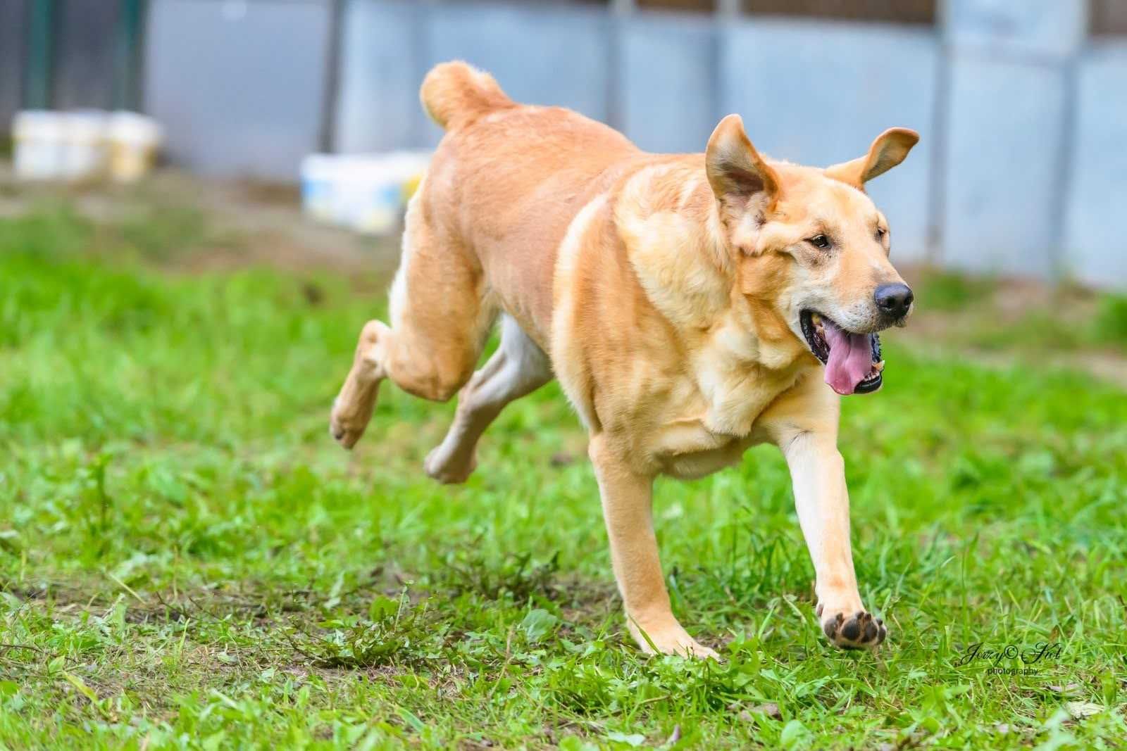 Cudowny psiak w typie Labradora szuka domu