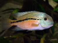 GB Pielęgnica nikaraguańska (hypsophrys nicaraguensis) - dowóz ryb!