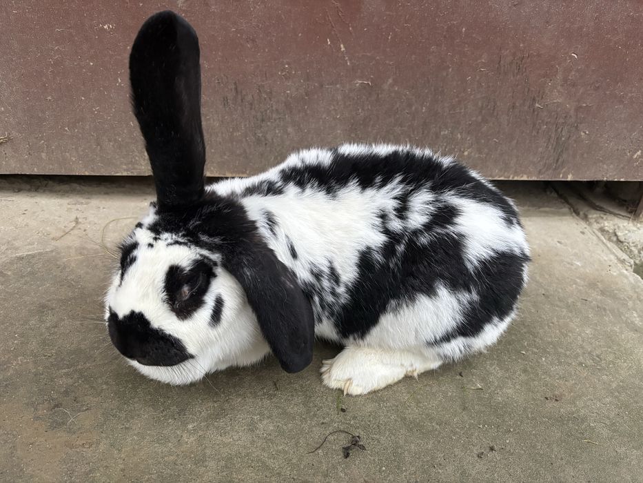 Samica mieszanka baran francuski ze srokaczem