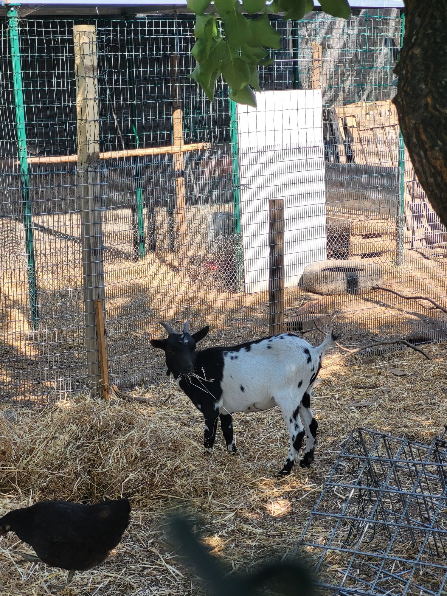 Vendo cabras anãs tricolores adultas