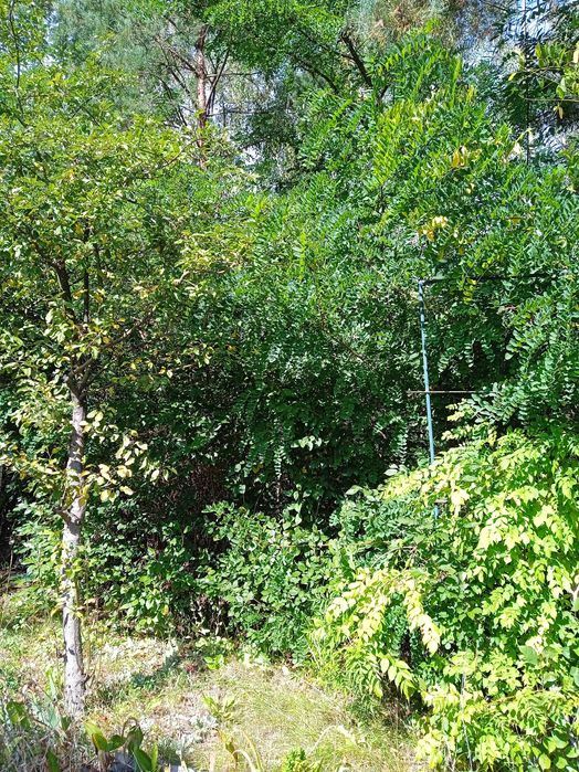 Продаю дачу Соколовський масив