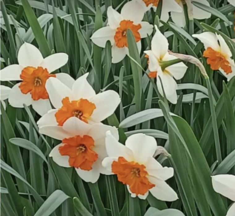 Нарцисс, цибулини, луковици