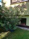 Oleander różowy duży 2 m wysoki