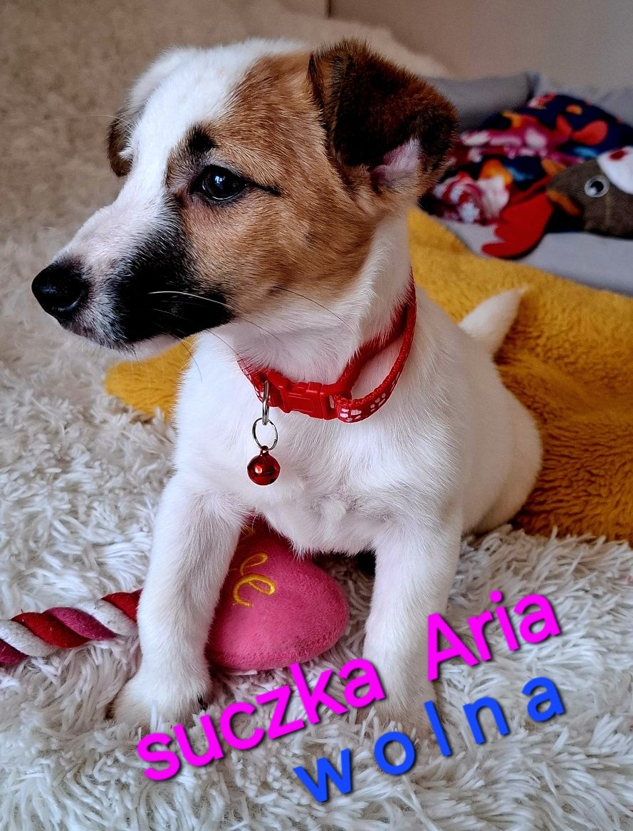 Słodka Aria !!! JRT już do odbioru RODZICE WHODOWLI