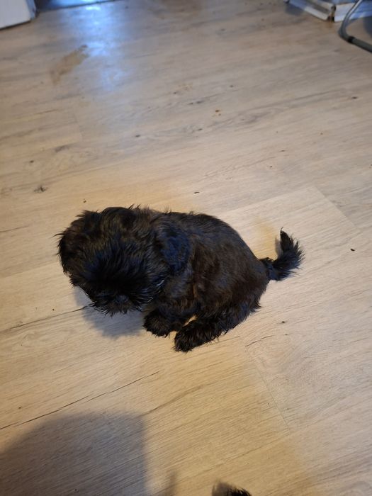 Pieski shih tzu.