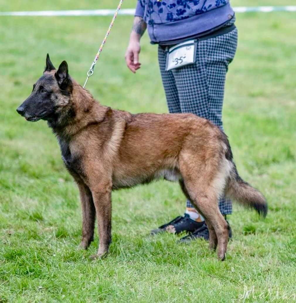 Owczarek Belgijski Malinois FCI