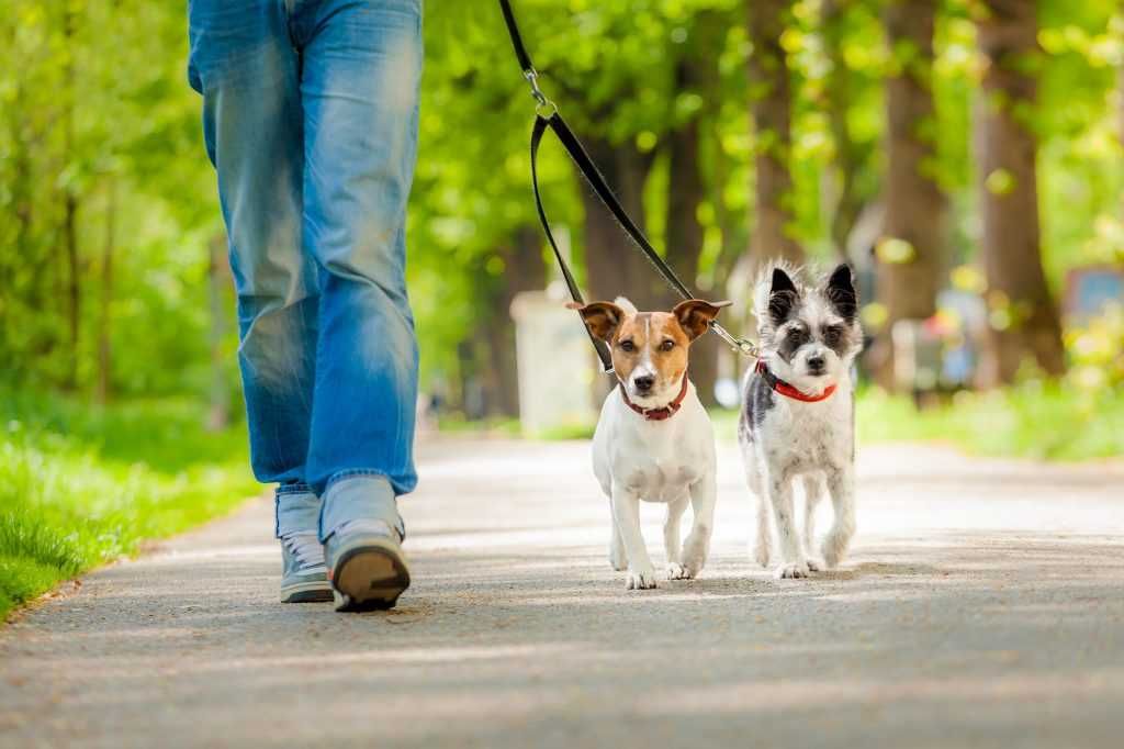 Pet walking/ passeio de animais