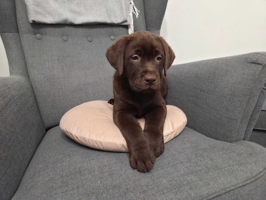 Labrador Retriever - ZKwP (FCI) - Czekoladowa suczka