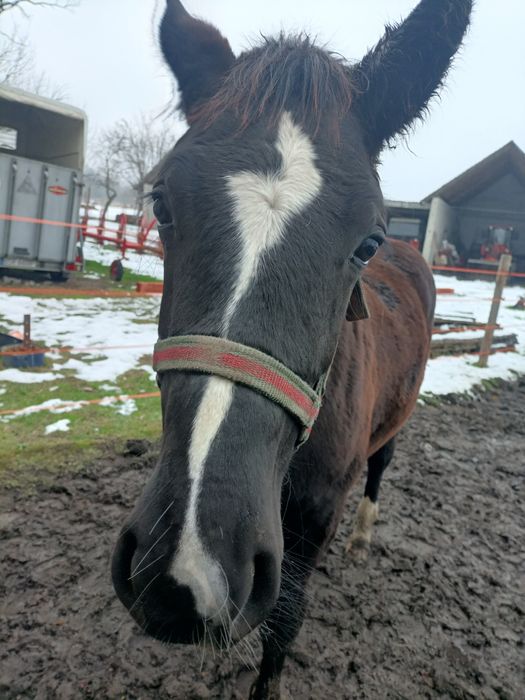 Klaczka Śląska odsadek
