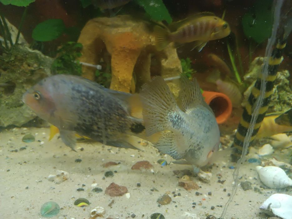 Para pielęgnic wielobarwnych vieja