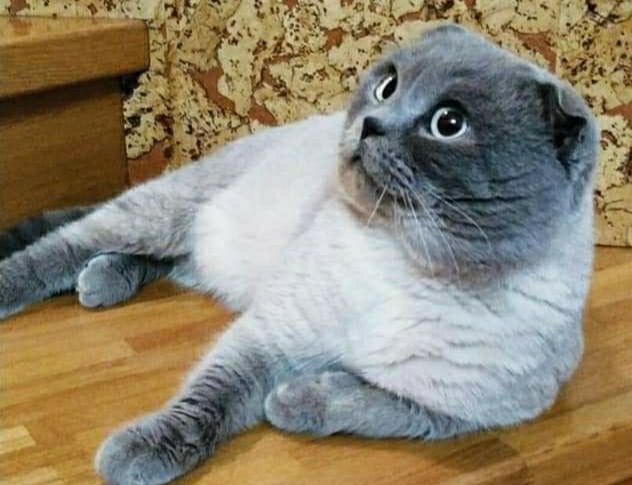 Вислоухий мачо для вязки