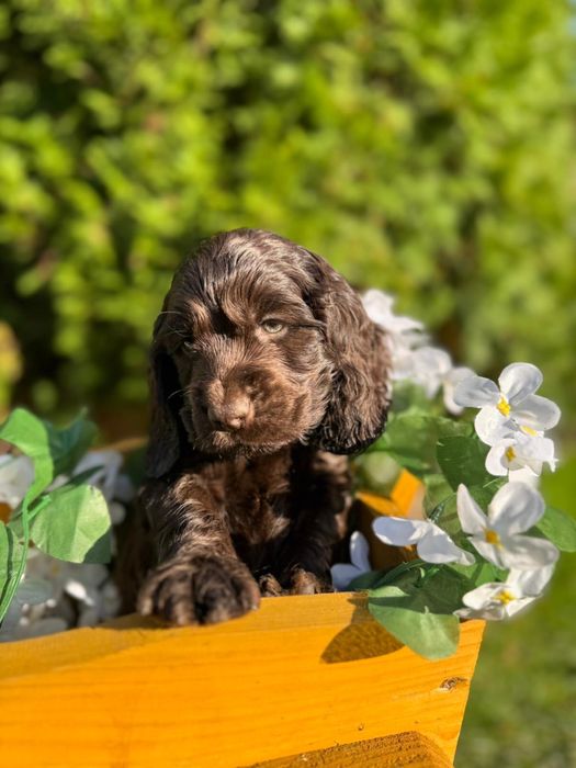 Cudowny Piesek Cocker Spaniel Angielski z Rodowodem