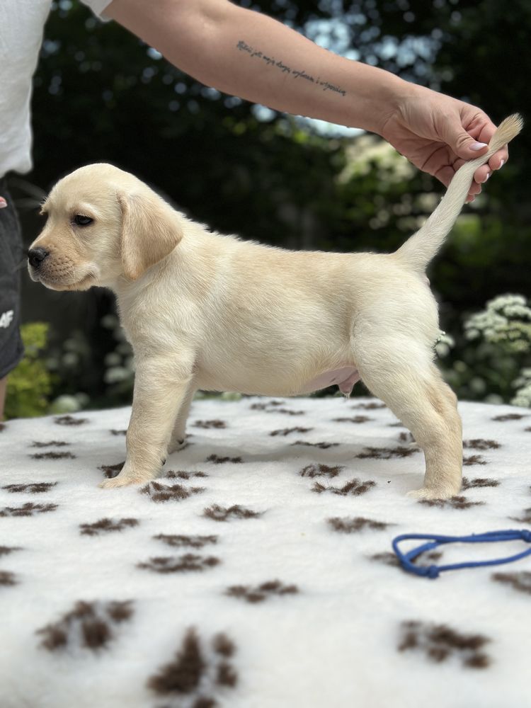 Labrador Retriever FCI
