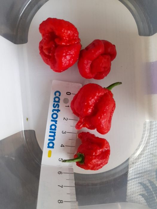 Papryczka chilli Carolina Reaper