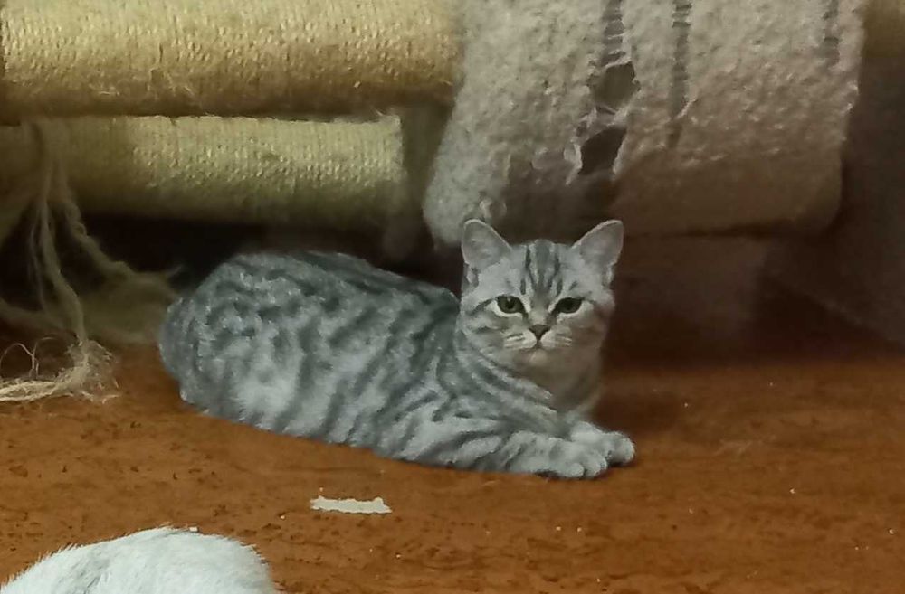 Gata British Shorthair